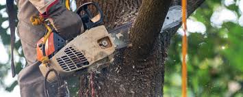 Best Lawn Maintenance Plans  in Fulshear, TX