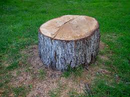Professional Tree Services in Fulshear, TX