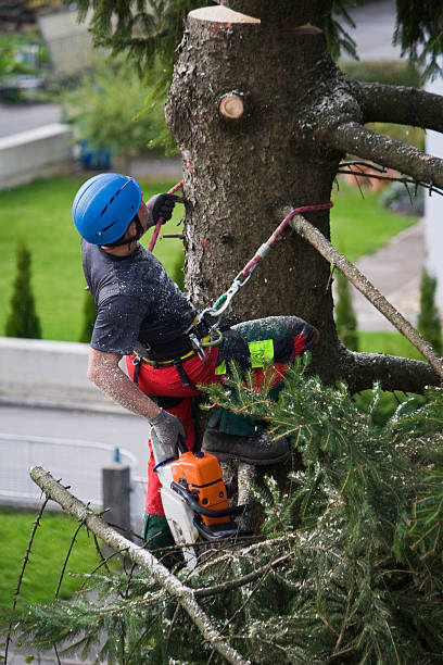 Best Palm Tree Trimming  in Fulshear, TX