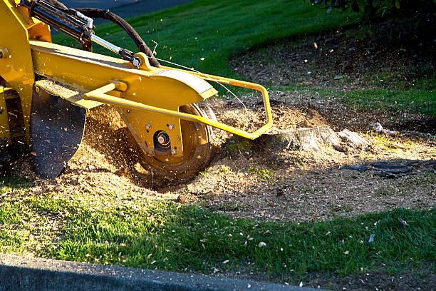 Best Root Management and Removal  in Fulshear, TX
