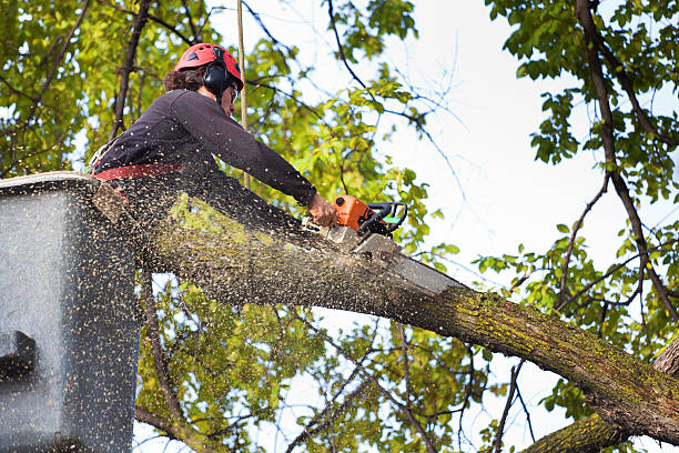 Best Commercial Tree Services  in Fulshear, TX